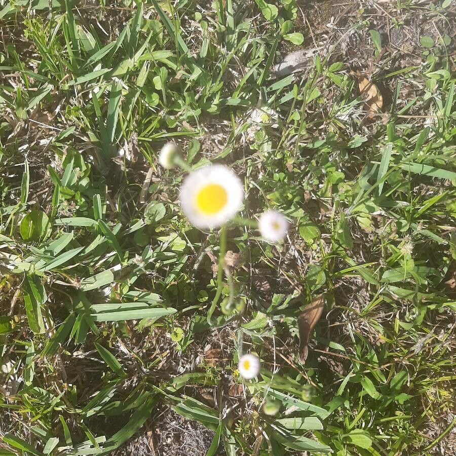 Erigeron divergens — search result for 'Erigeron'