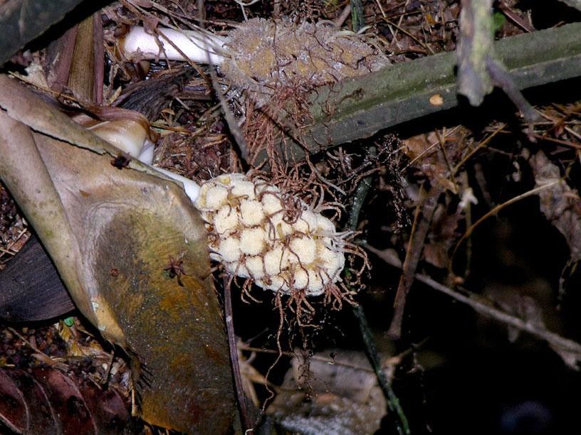 Asplundia sleeperae fruit