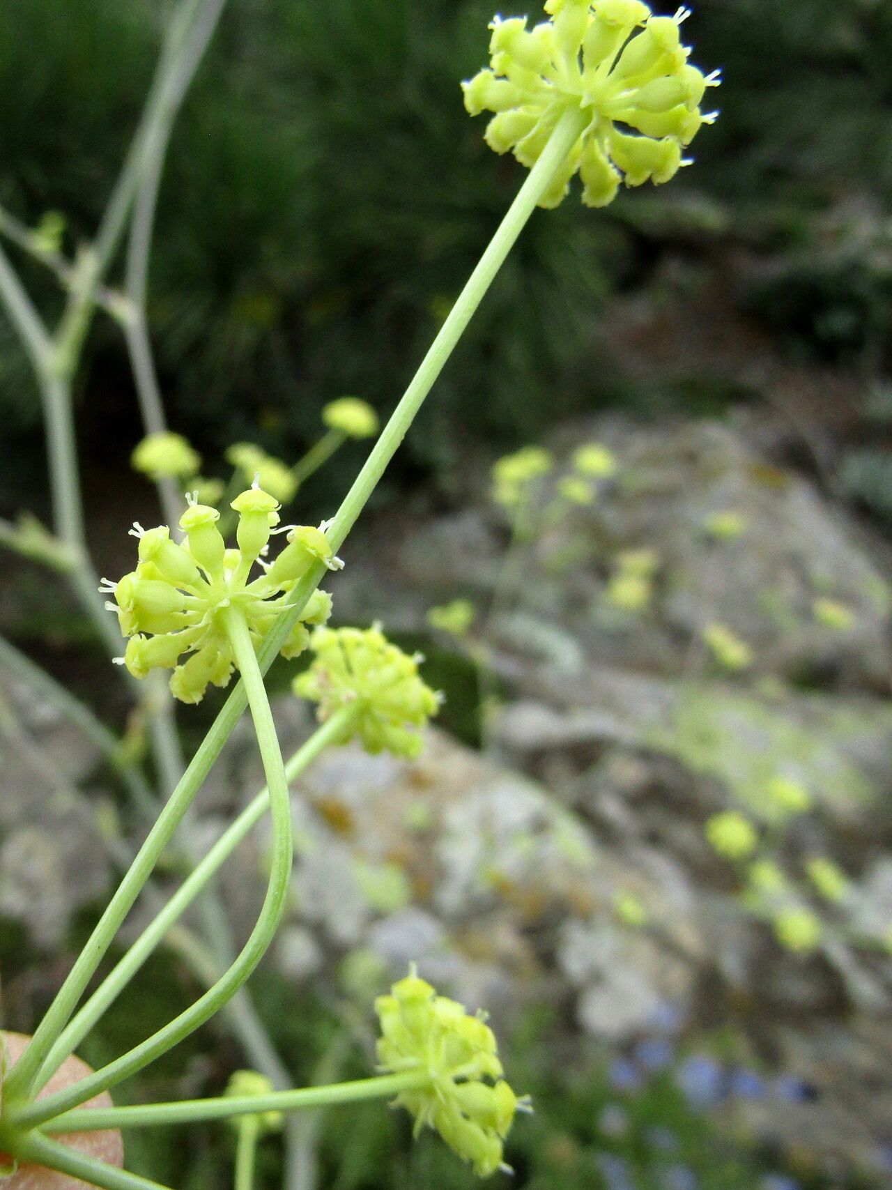 Peucedanum arenarium flower