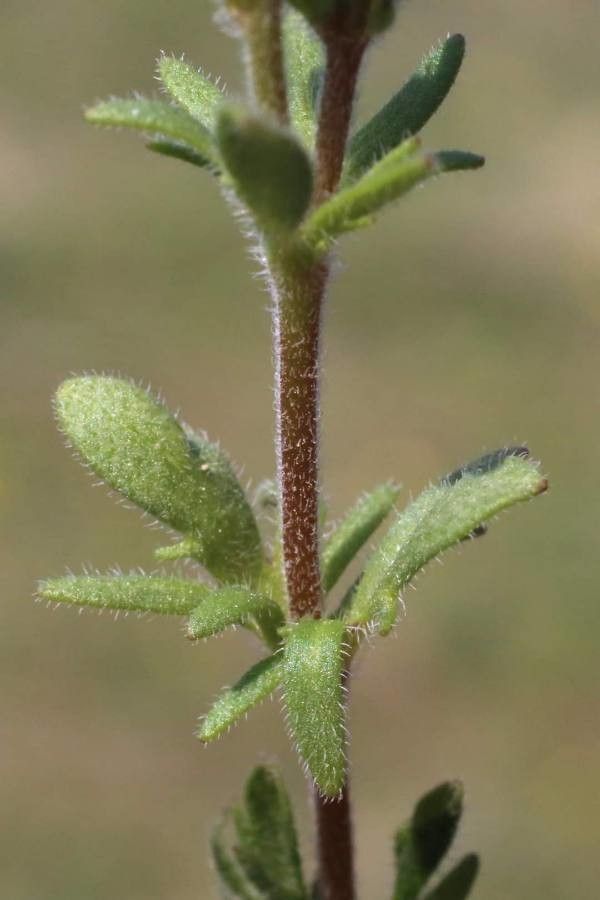 Veronica dillenii — search result for 'Kazakhstan'