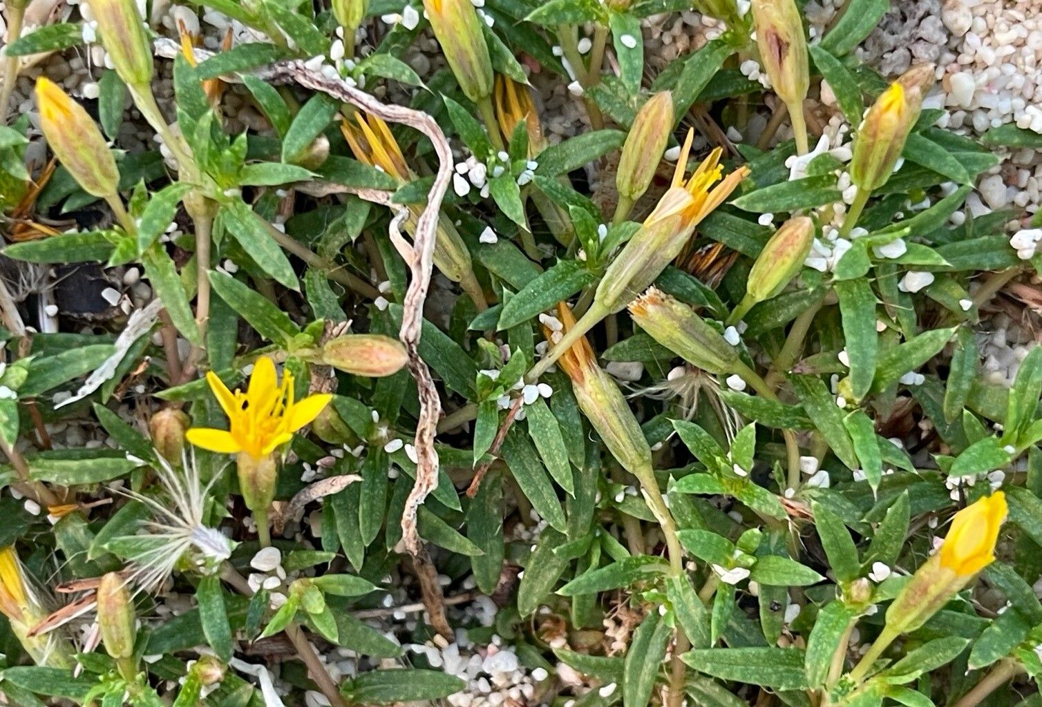 Pectis caymanensis flower