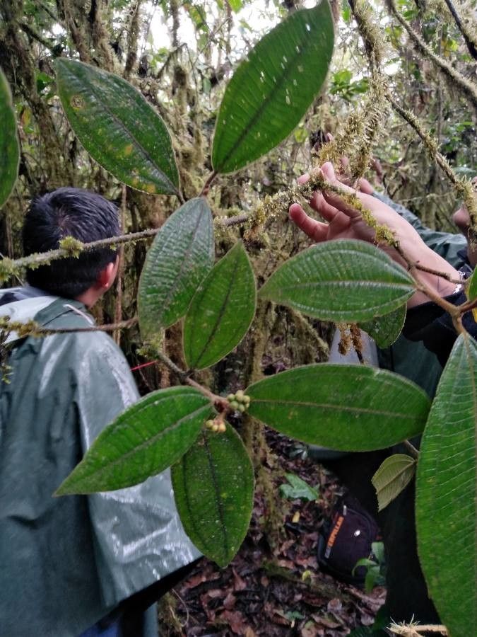 Miconia barbinervis leaf