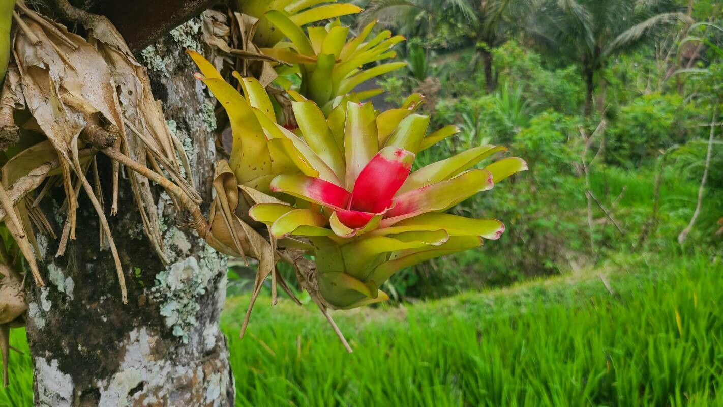 Tillandsia heliconioides — houseplant care guide