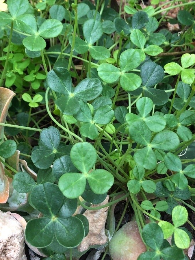 Oxalis megalorrhiza leaf