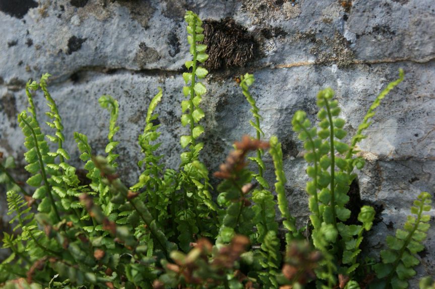 Asplenium trichomanes-ramosum habit
