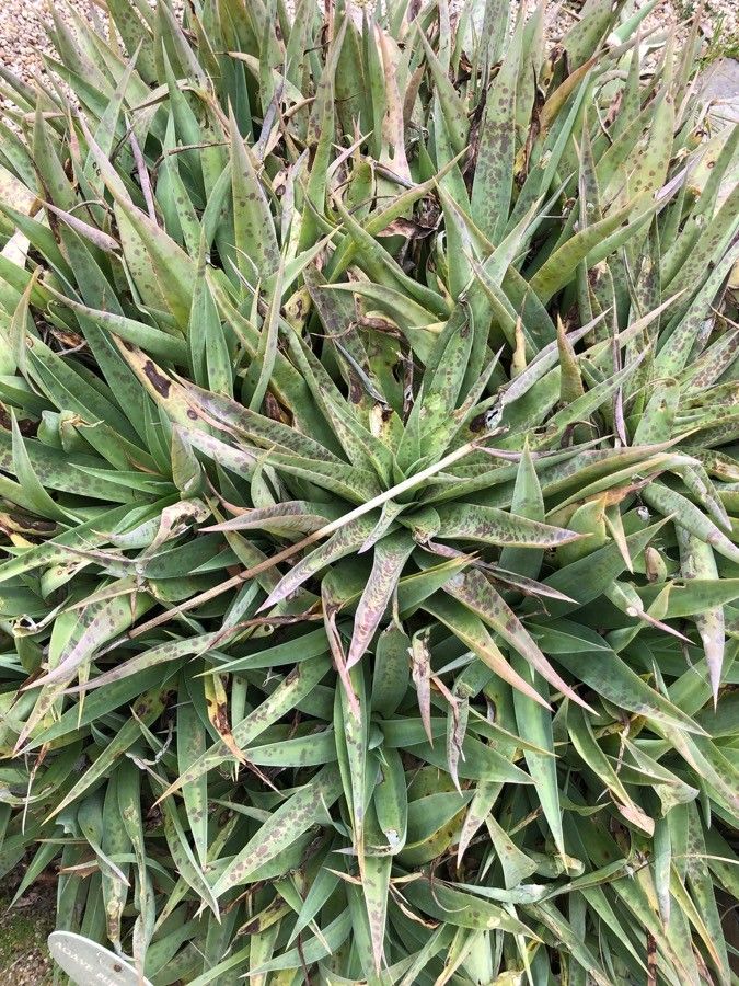 Manfreda pubescens habit