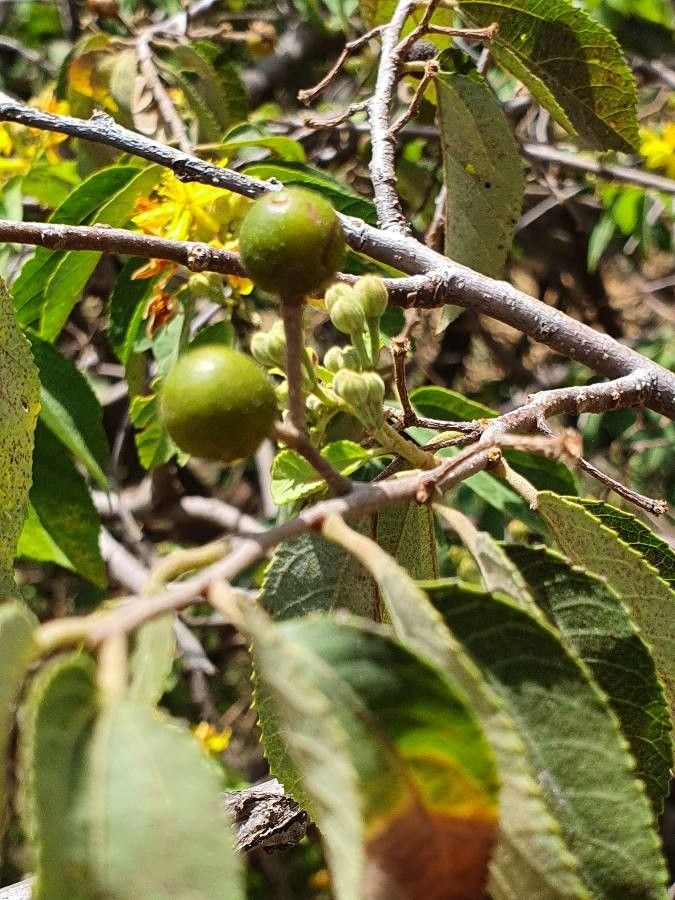 Grewia trichocarpa fruit