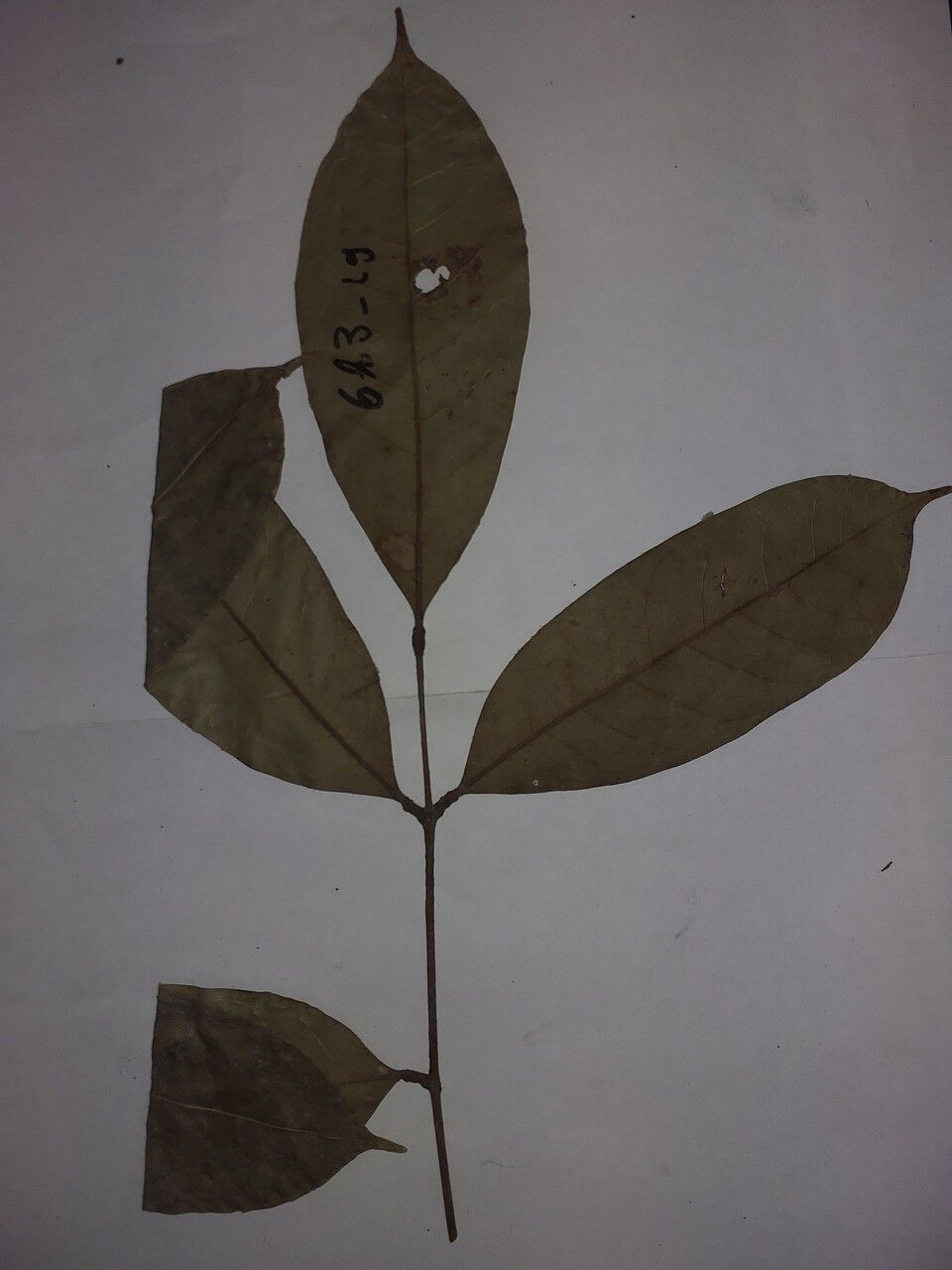 Dacryodes nitens — search result for 'Dacryodes'