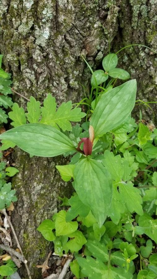 Trillium sessile