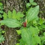 Trillium sessile