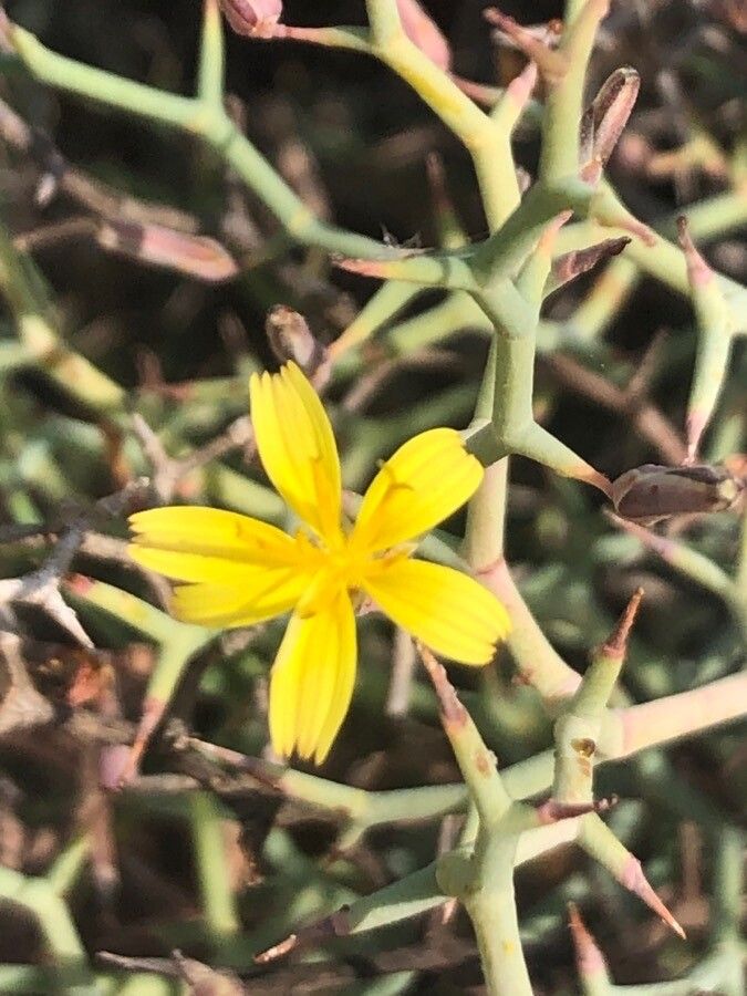 Launaea arborescens flower