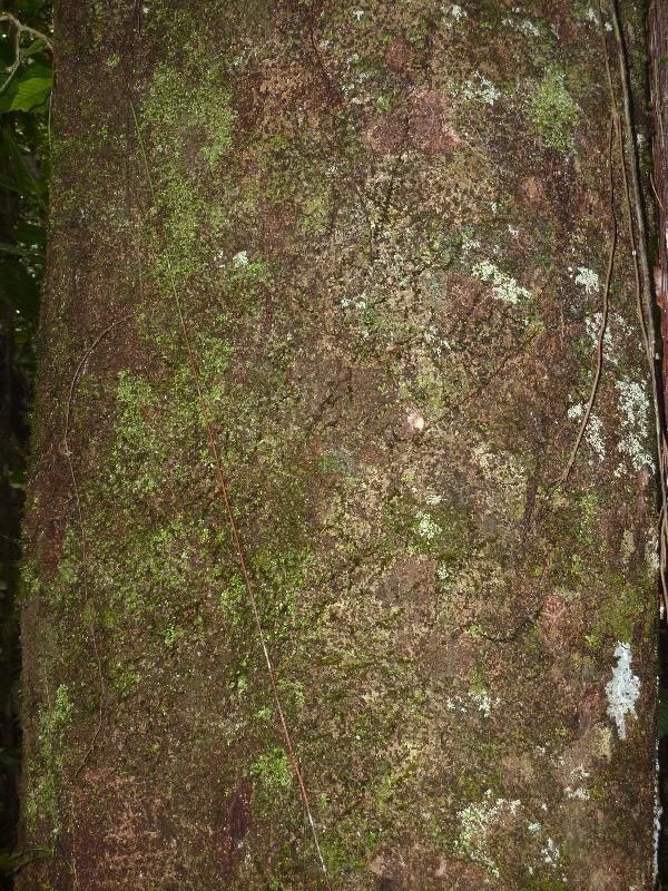 Talisia furfuracea bark