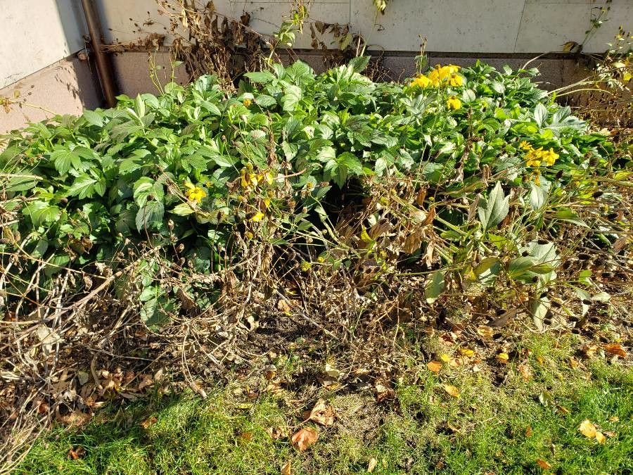 Rudbeckia nitida habit