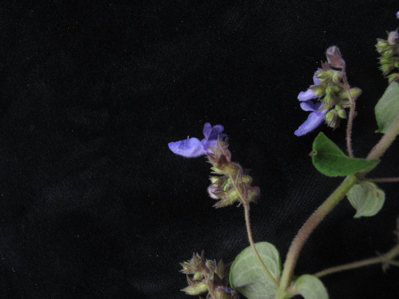 Isodon namikawanus habit