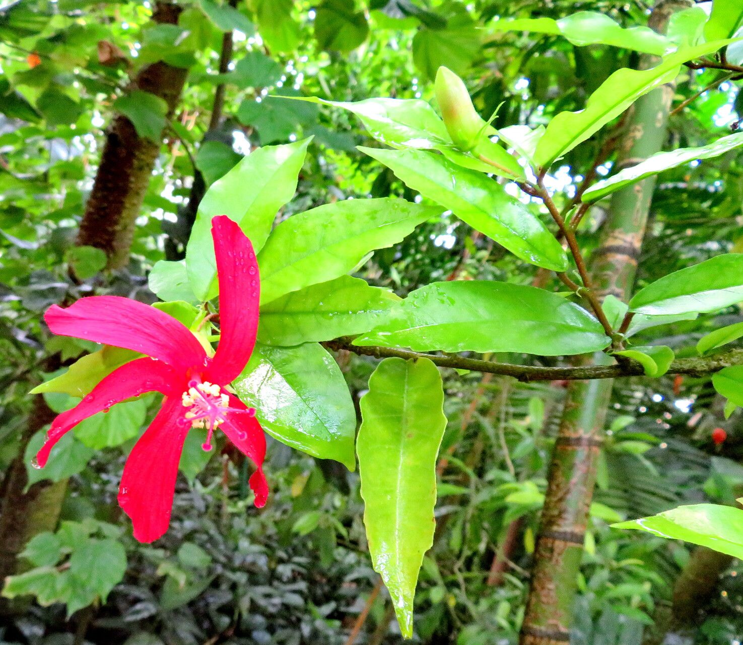 Hibiscus clayii flower