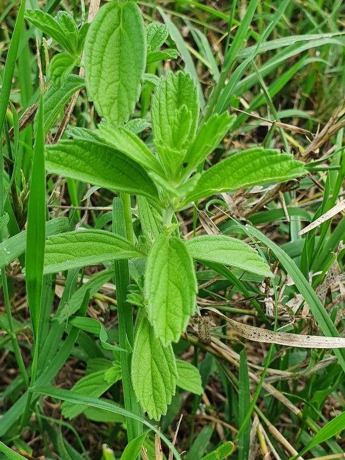 Leucas neuflizeana habit