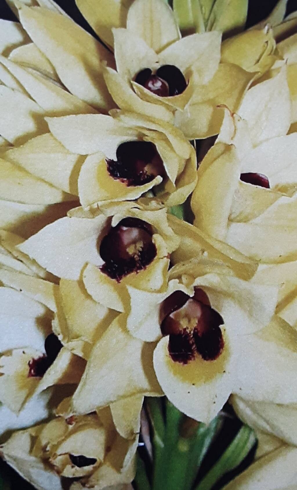 Eulophia zeyheriana flower