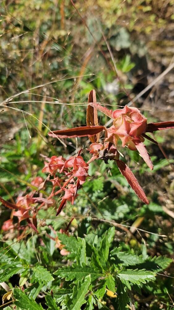 Malvastrum hispidum — related species from the same genus