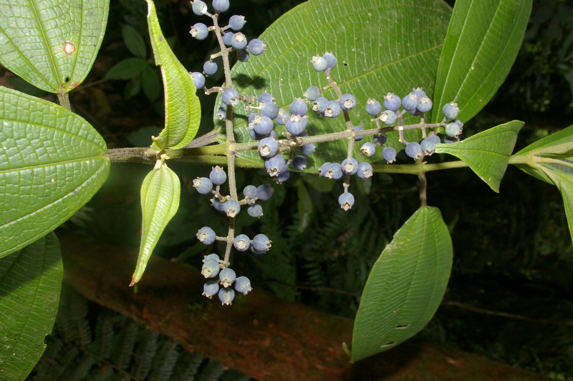 Miconia smaragdina flower