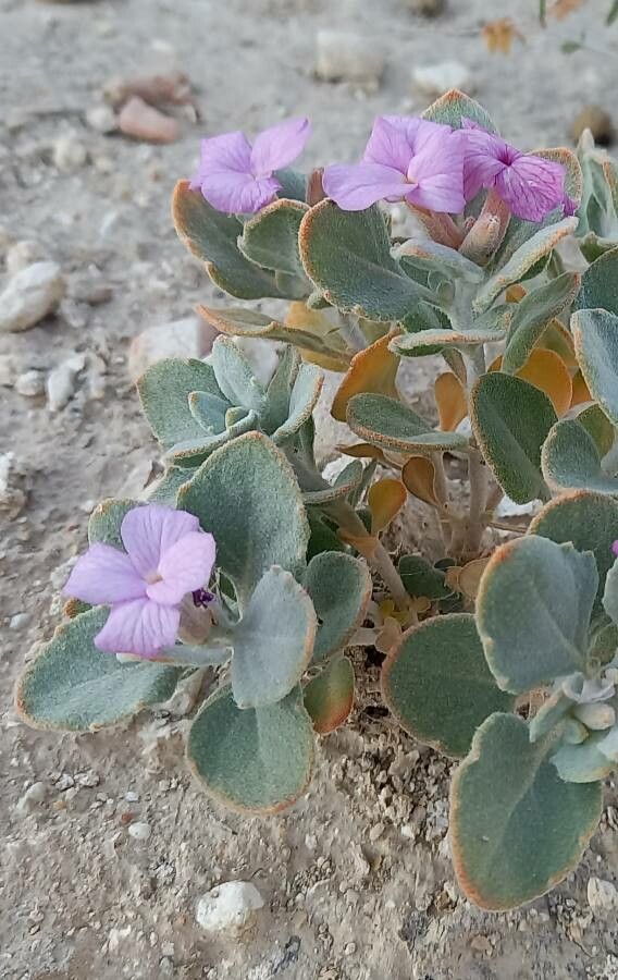 Malcolmia behboudiana — related species from the same genus