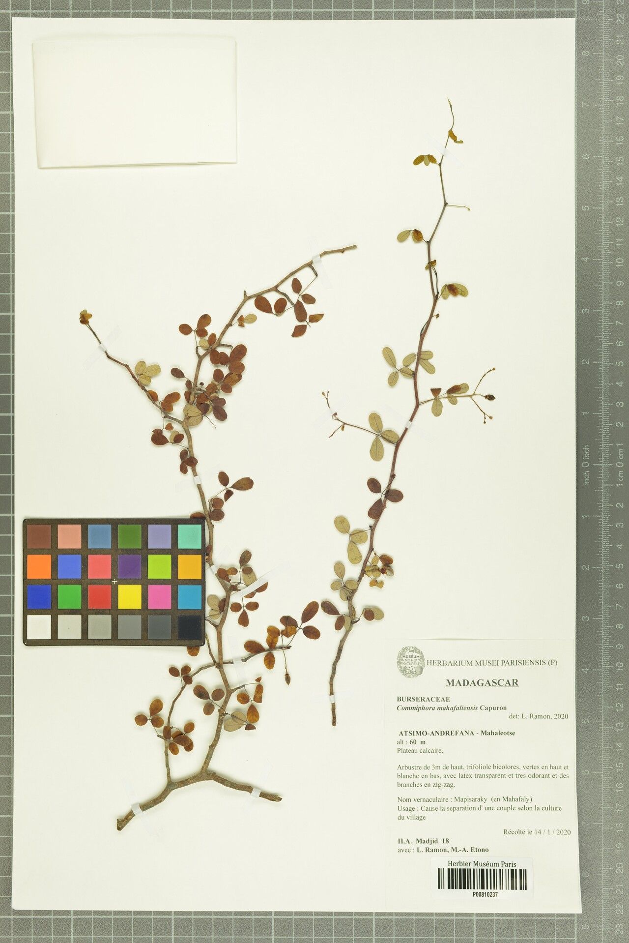 Commiphora mahafaliensis — search result for 'Commiphora'