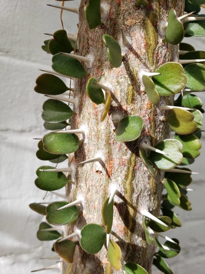 Alluaudia ascendens leaf