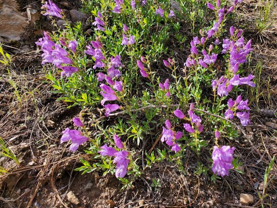 Penstemon fruticosus flower