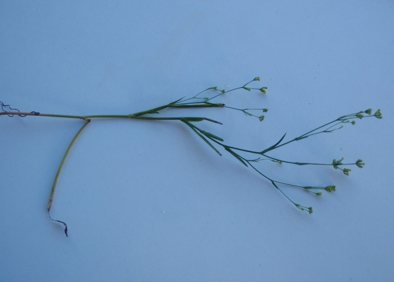 Bupleurum virgatum habit