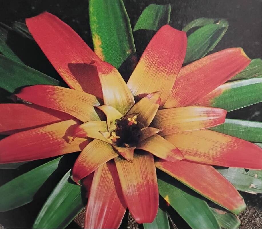 Guzmania sanguinea — search result for 'Guzmania'