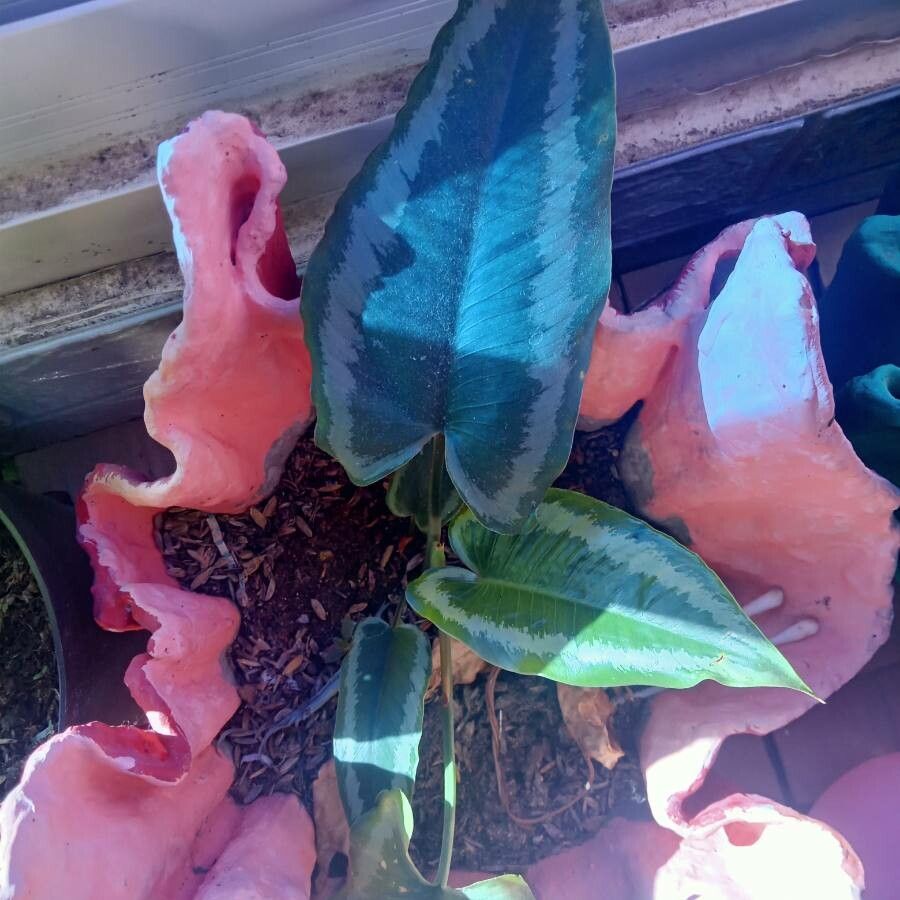 Schismatoglottis wongii habit