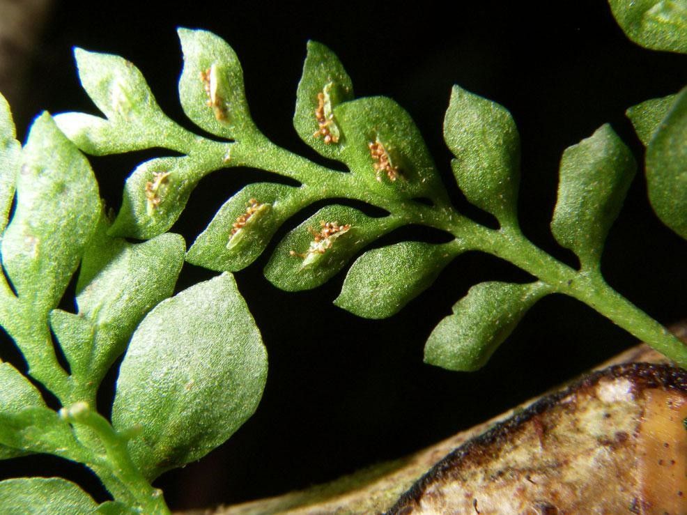 Asplenium holophlebium fruit