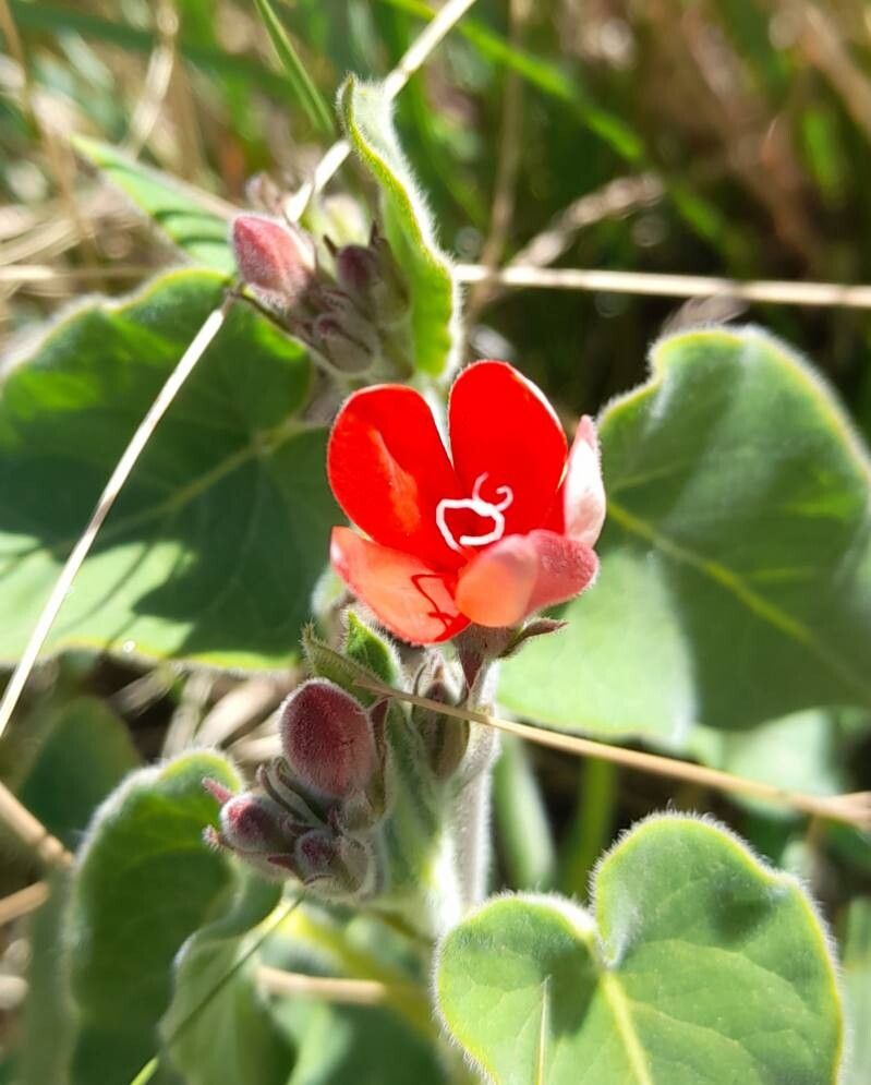 Oxypetalum coccineum flower