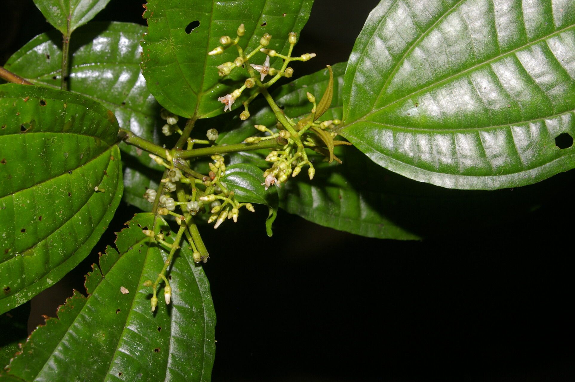Miconia neomicrantha leaf