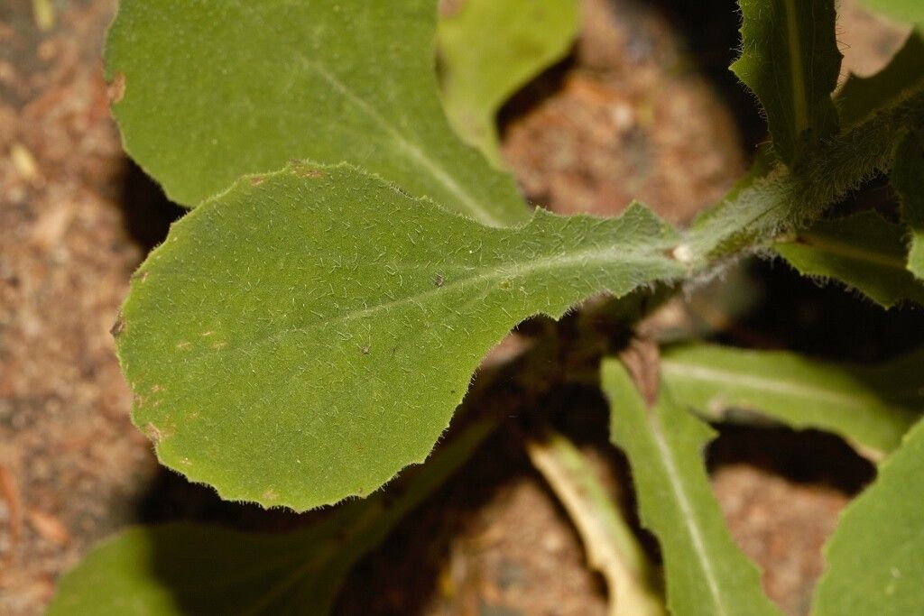 Emilia abyssinica leaf