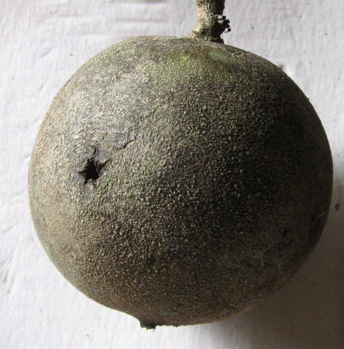 Strychnos chlorantha fruit