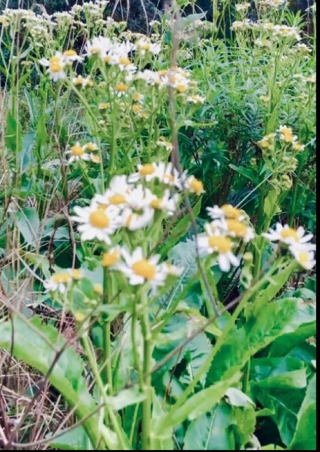 Senecio juergensii — houseplant care guide