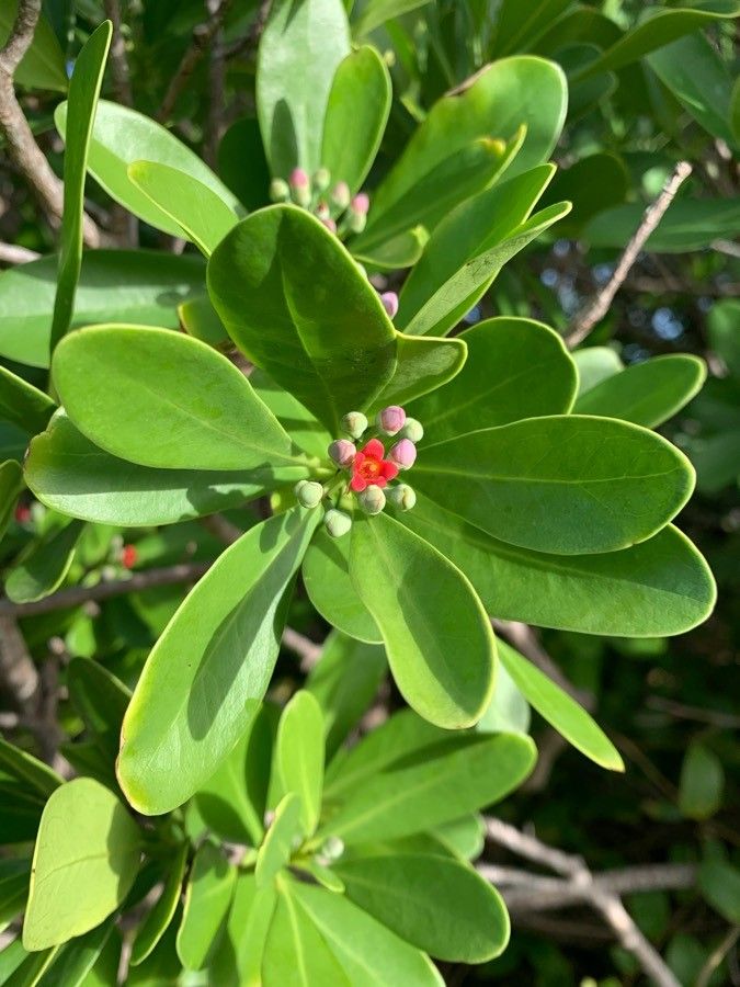 Canella winterana leaf