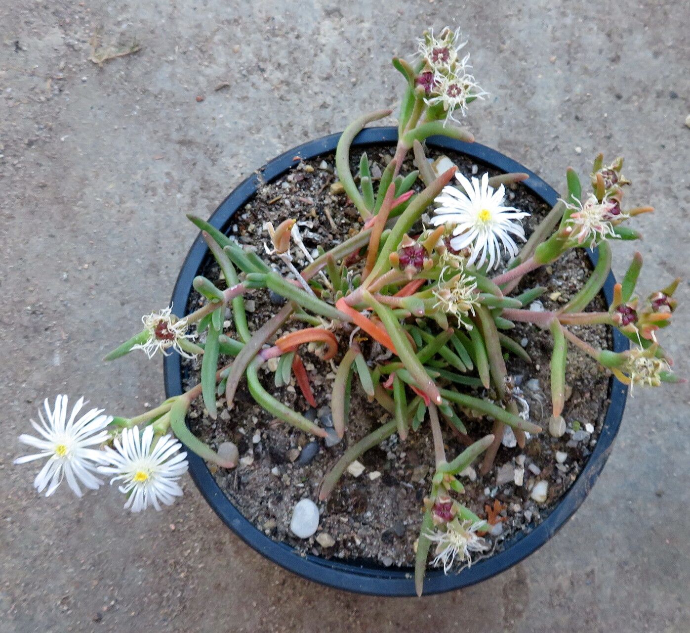 Delosperma floribundum habit