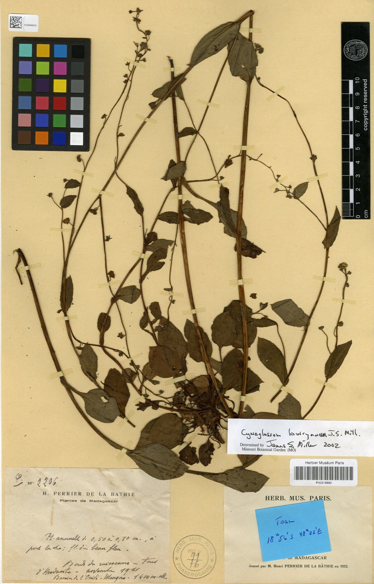 Cynoglossum lowryanum — search result for 'Cynoglossum'