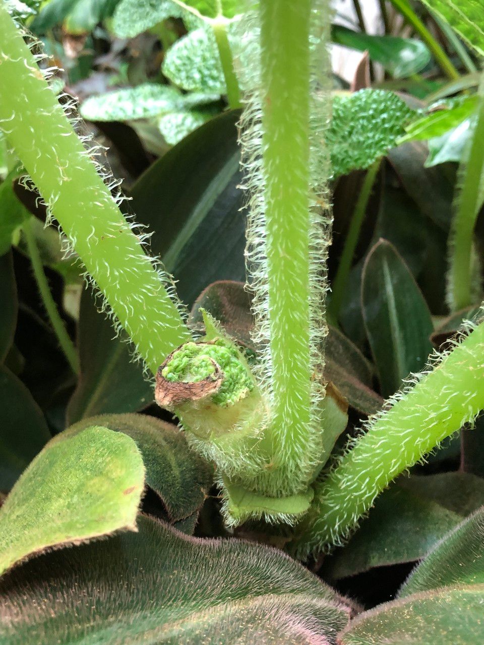 Begonia gehrtii bark