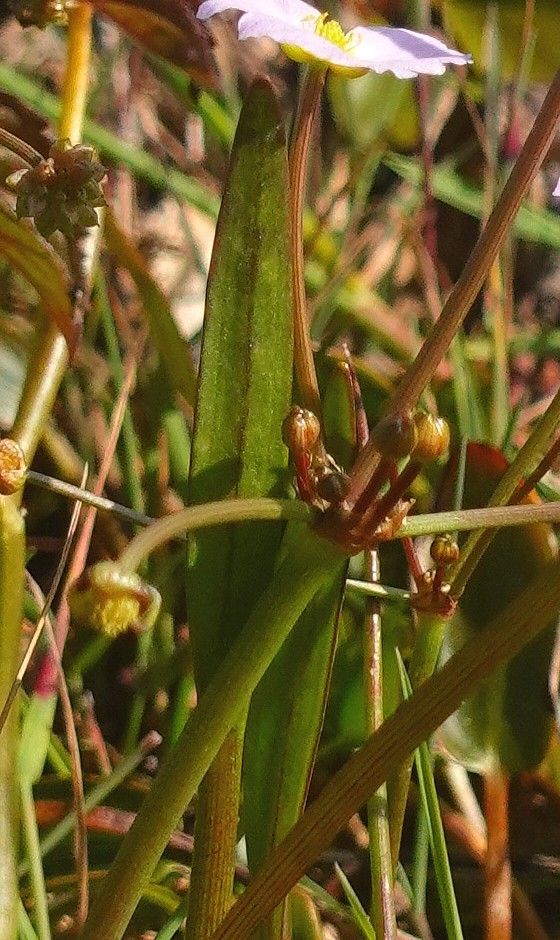 Baldellia ranunculoides leaf
