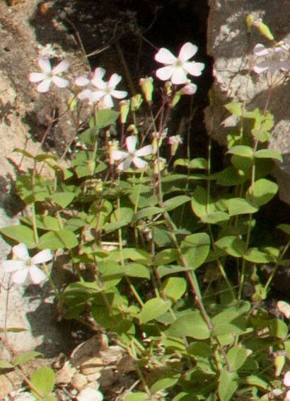 Silene rupestris flower