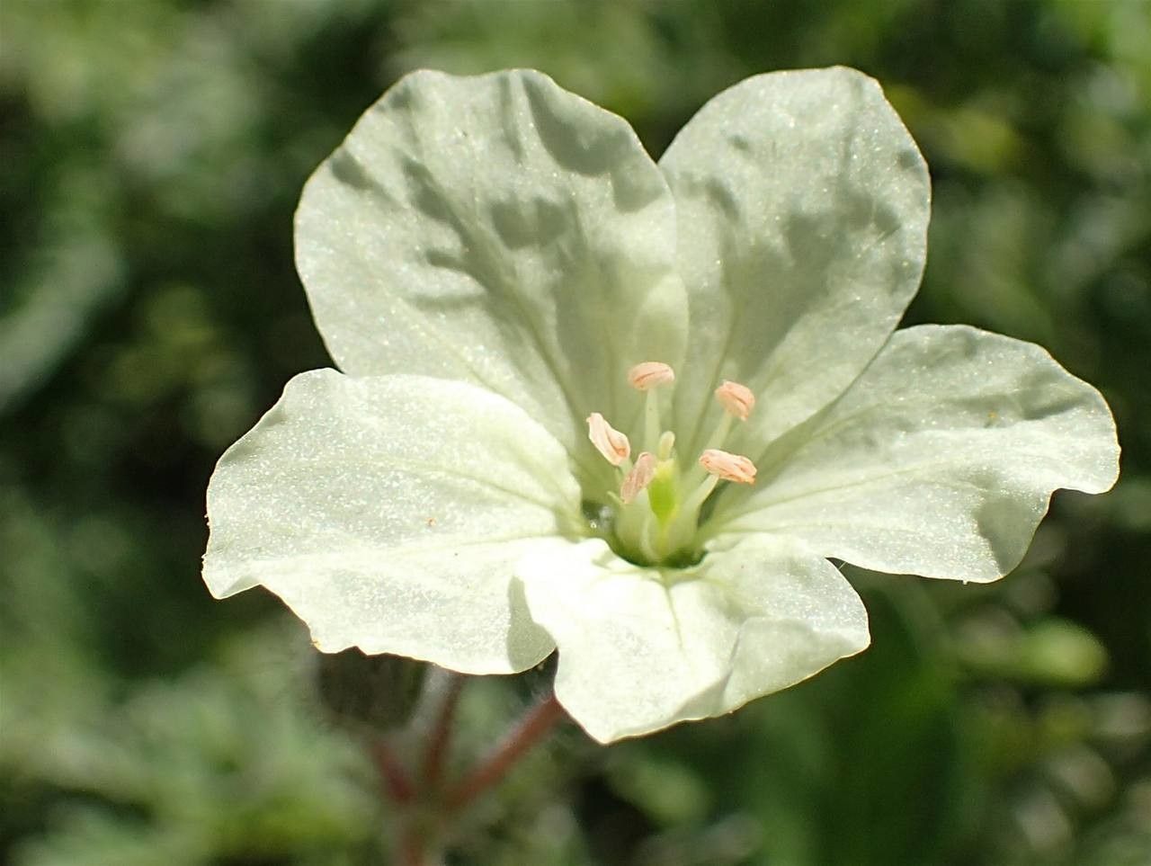 Erodium chrysanthum flower