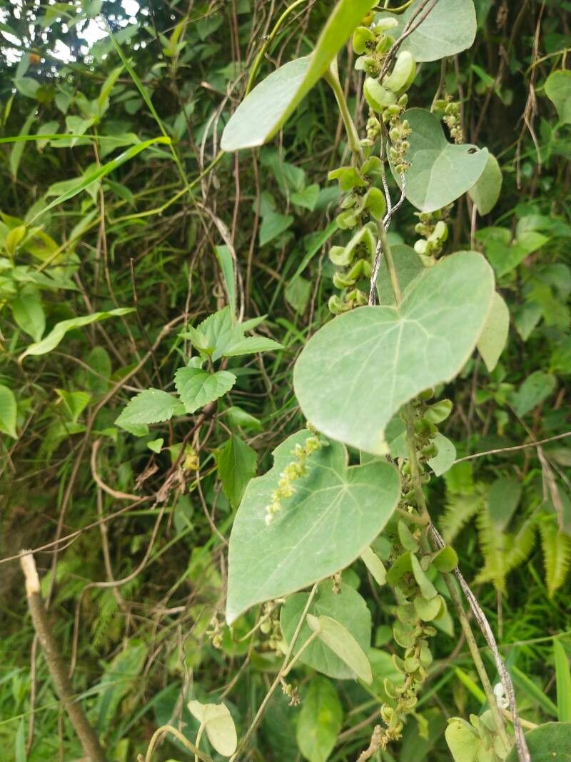 Cissampelos pareira flower
