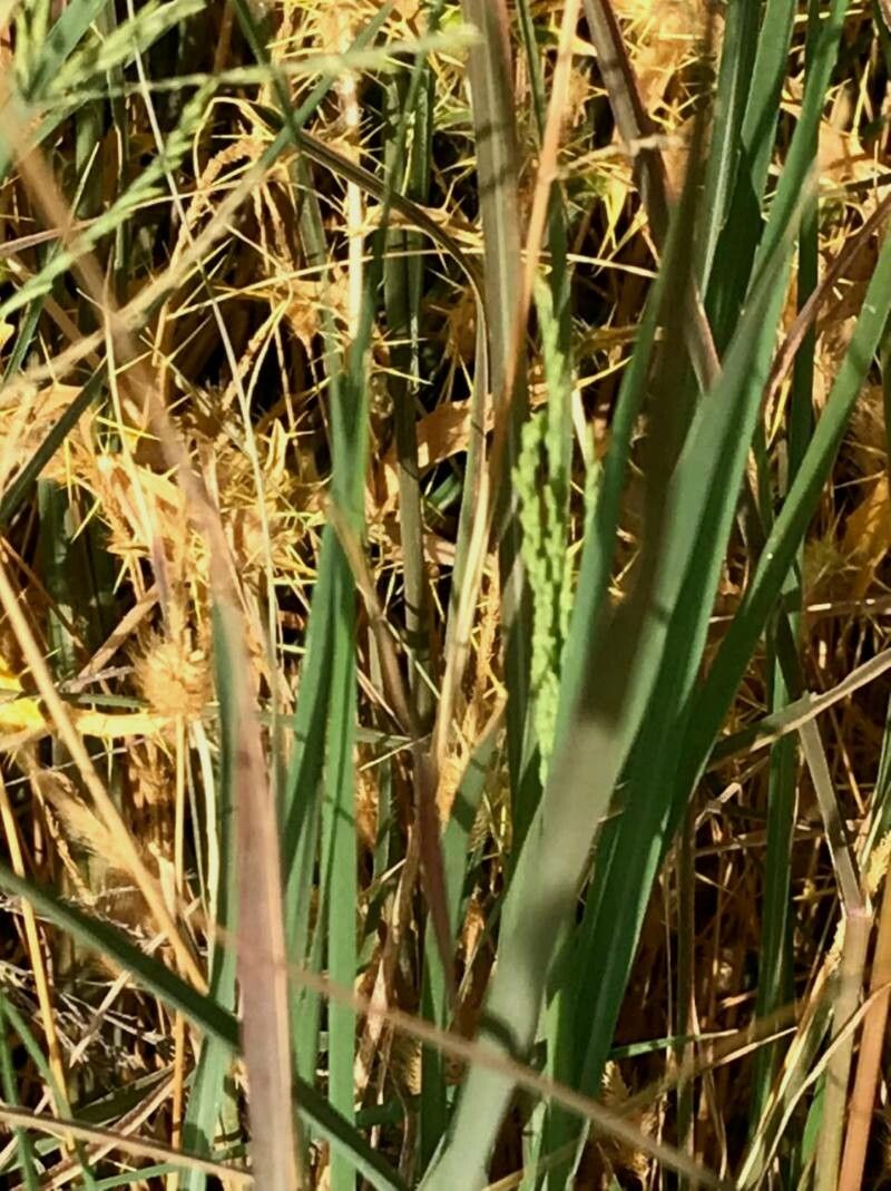 Leptochloa fusca leaf