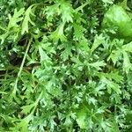 Leucanthemum ircutianum