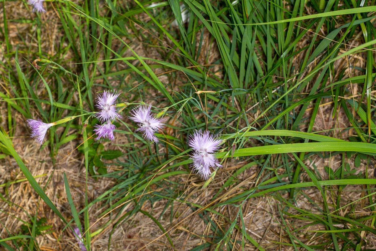 Dianthus sternbergii — houseplant care guide