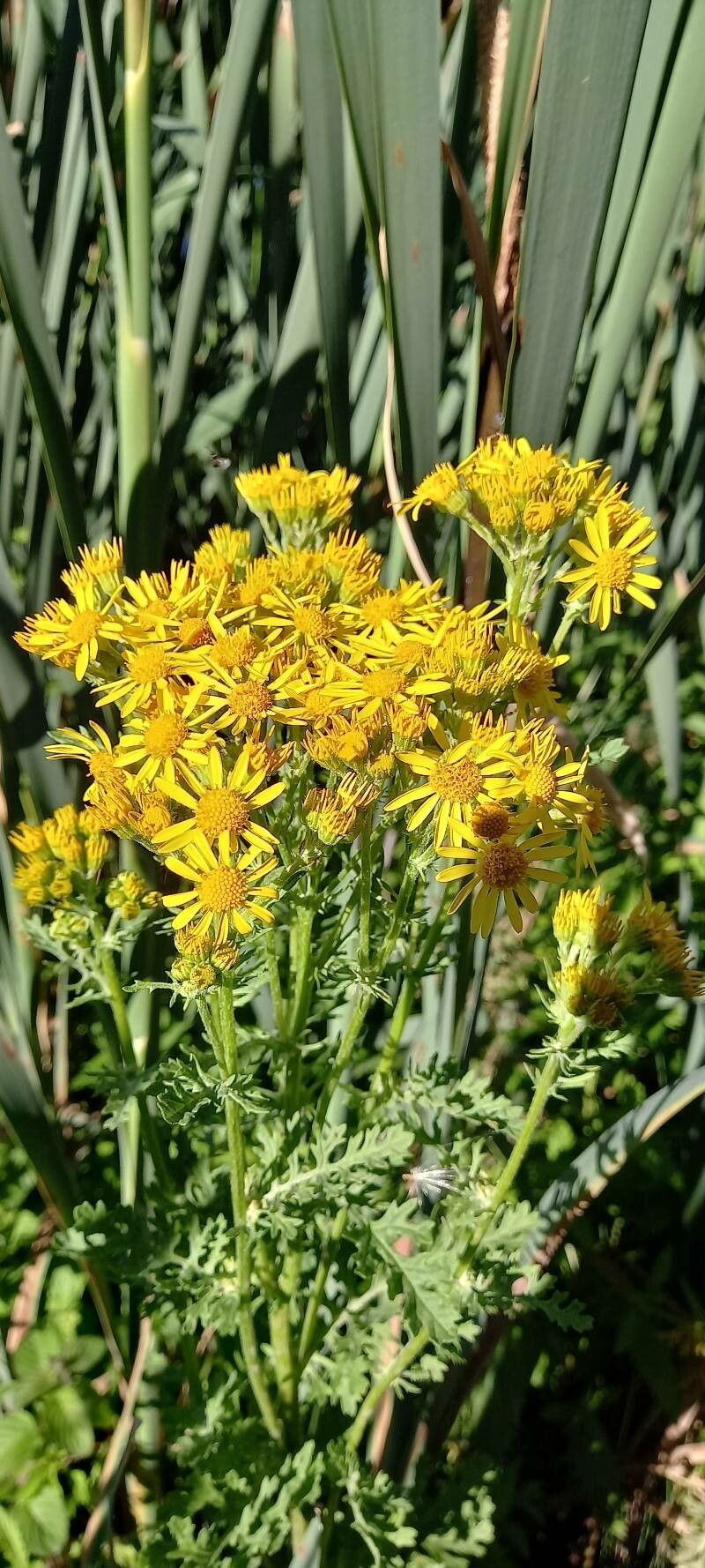 Jacobaea paludosa flower
