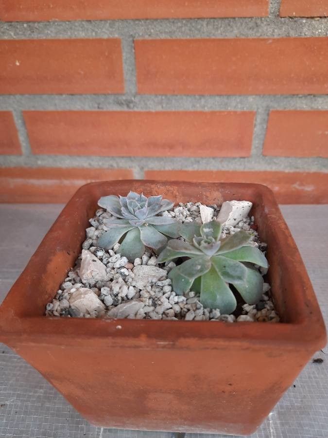 Echeveria grisea — search result for 'Echeveria'