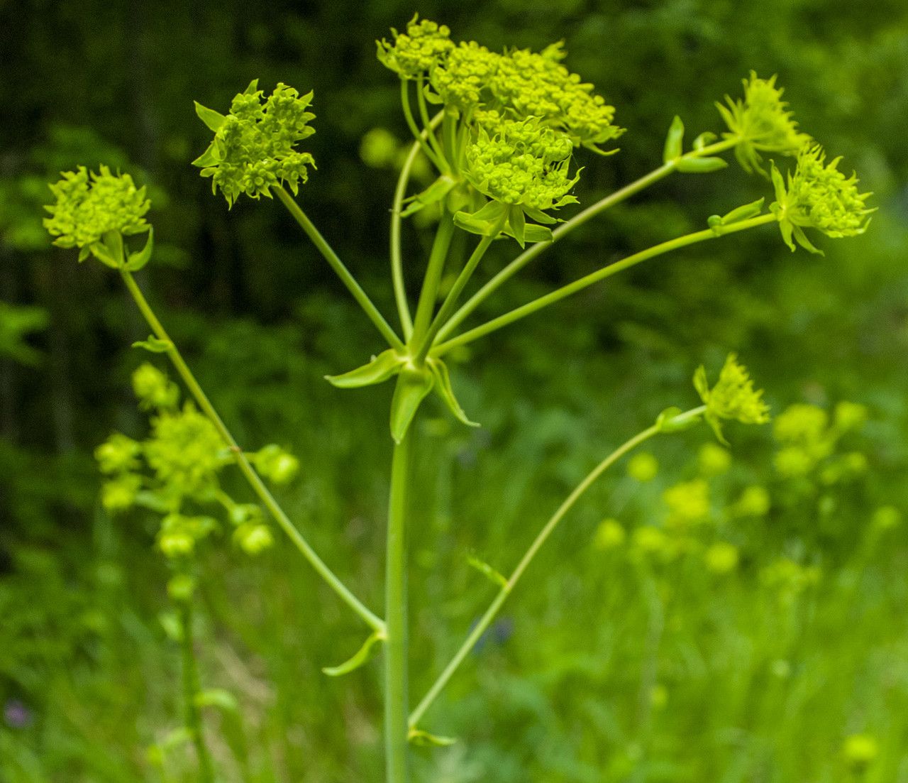 Ferulago sylvatica flower